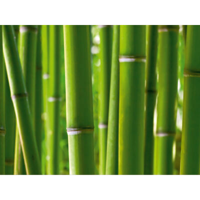 Bambusz poszter